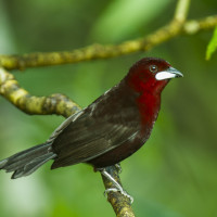 Silver-beaked Tanager